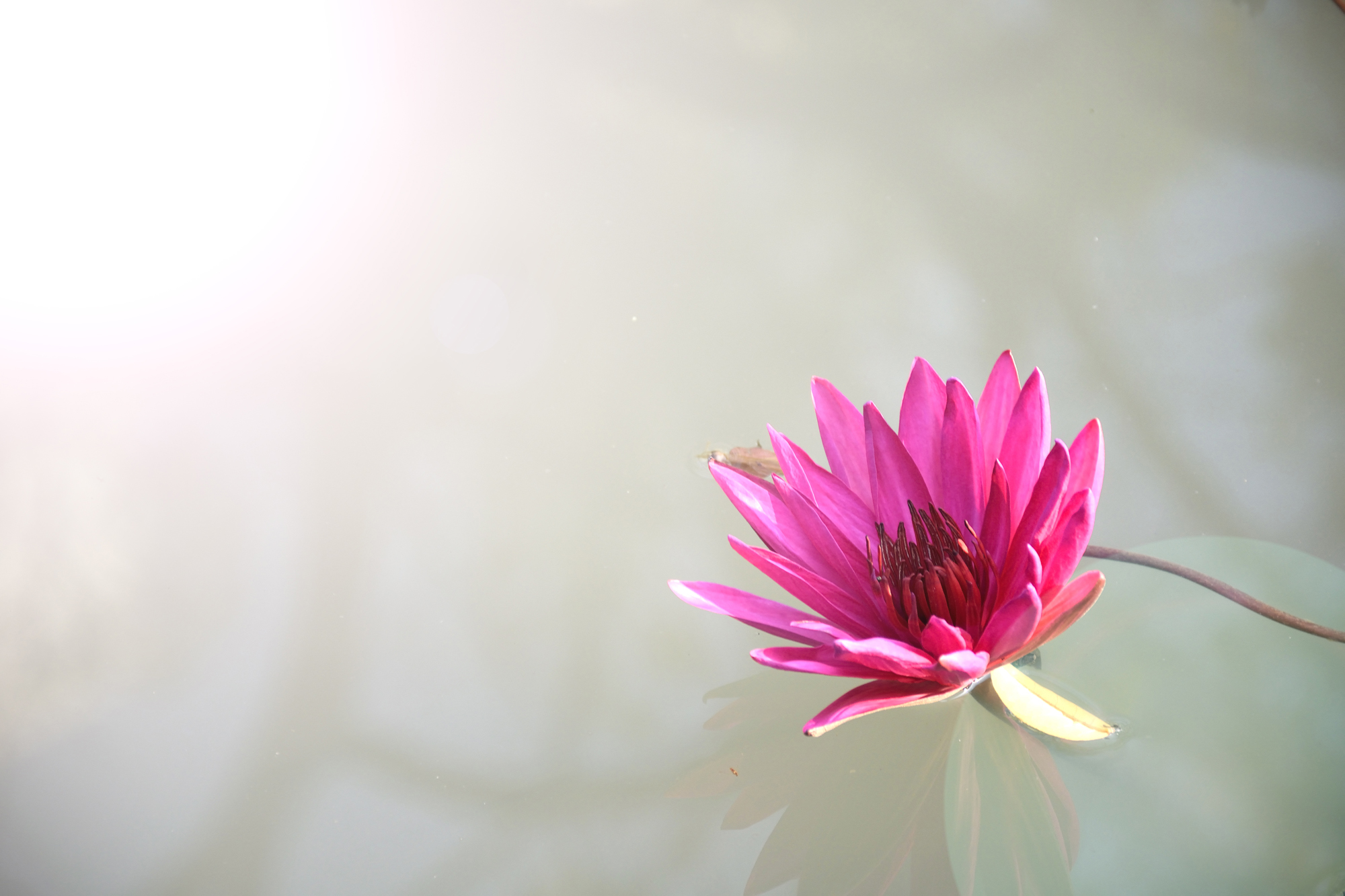 light-nature-water-flowers-91147